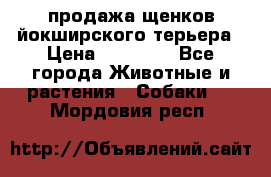 продажа щенков йокширского терьера › Цена ­ 25 000 - Все города Животные и растения » Собаки   . Мордовия респ.